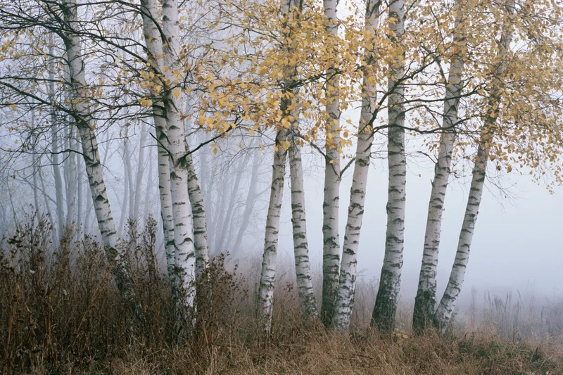 Cluster of white-barked birch trees in foggy autumn forest