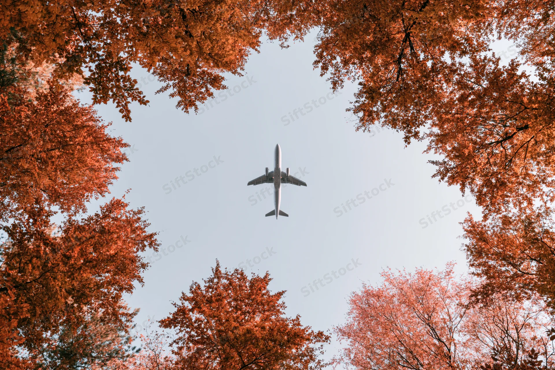 Airplane flying overhead framed by autumn trees in a forest canopy