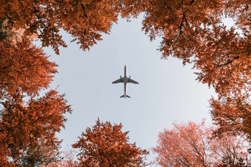 Airplane flying overhead framed by autumn trees in a forest canopy