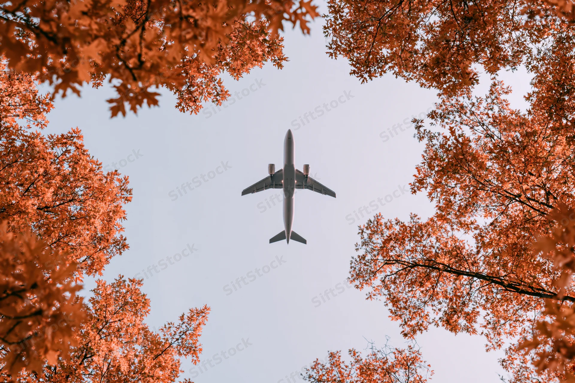 Commercial passenger jet flying overhead framed by autumn trees