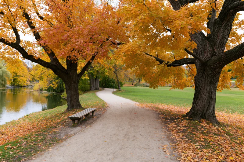 Curved footpath winding through a park lined with autumn trees beside a pond