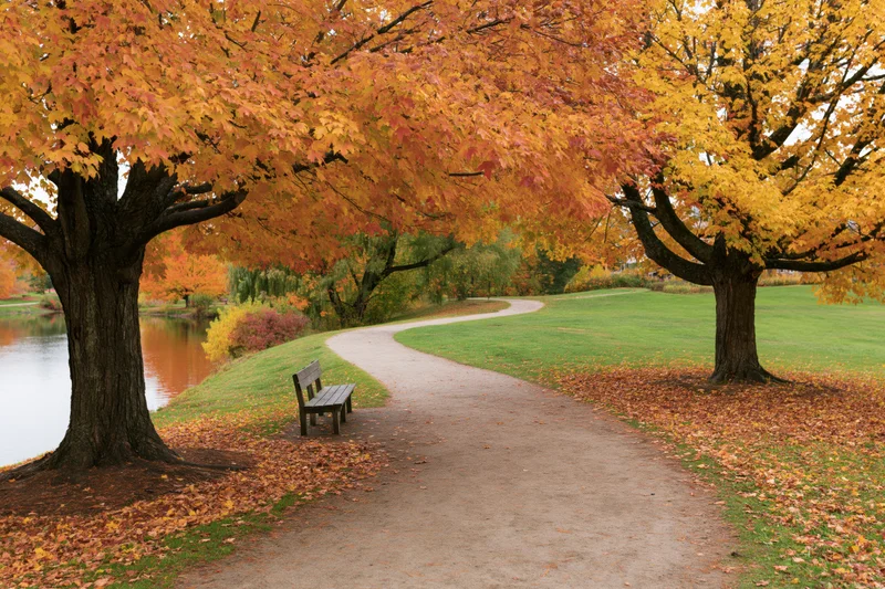 Curved path winding through a park lined with autumn trees and a bench beside a pond