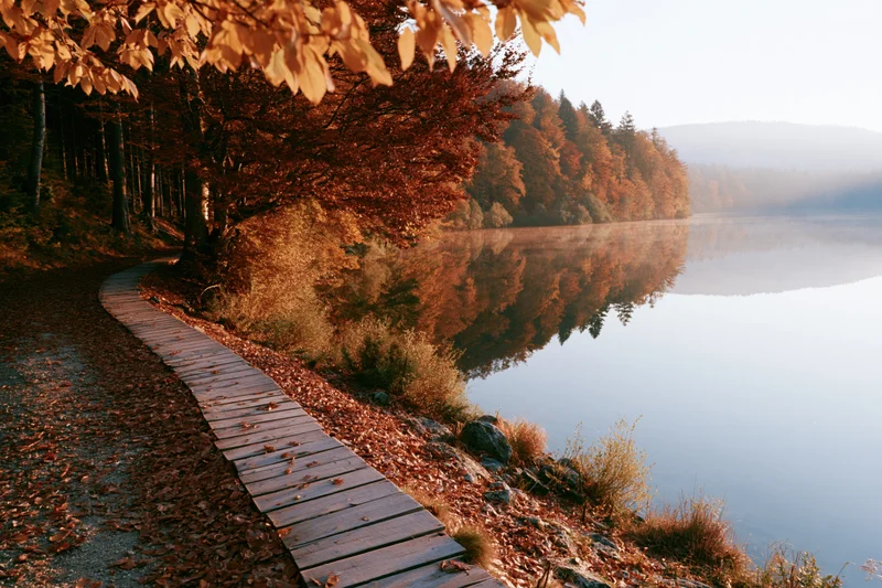 Curved wooden path along calm lakeside in autumn forest
