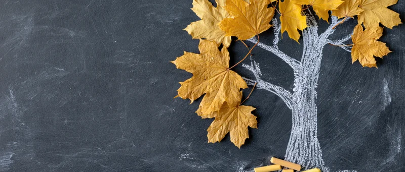 Chalk-drawn tree with real autumn maple leaves on dark classroom chalkboard surface
