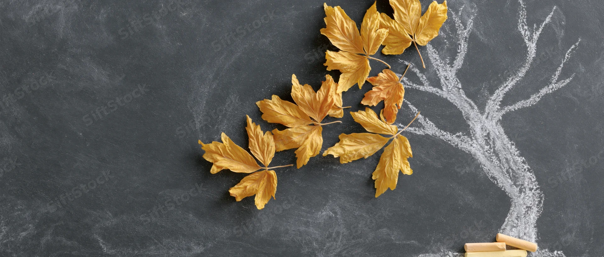 Golden maple leaves arranged on a chalkboard beside a chalk-drawn tree trunk