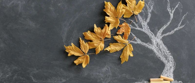 Golden maple leaves arranged on a chalkboard beside a chalk-drawn tree trunk