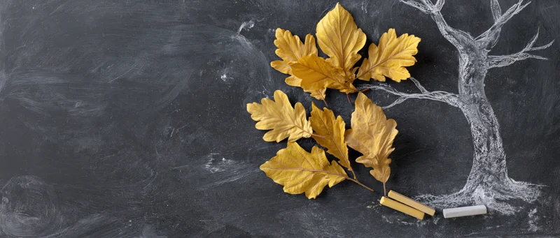 Chalk-drawn tree with real autumn oak leaves on dark classroom chalkboard surface