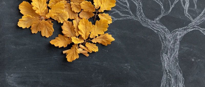 Chalk-drawn tree on dark chalkboard with real autumn oak leaves arranged beside it