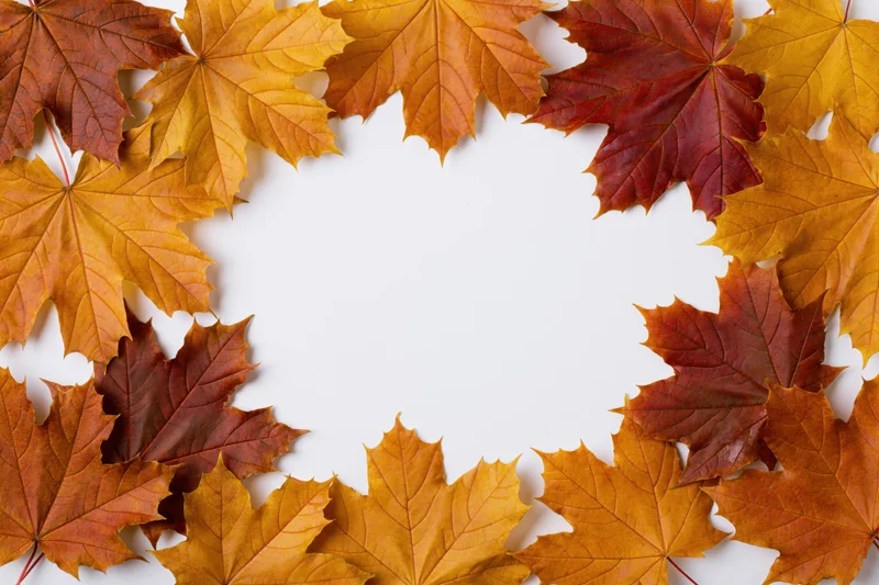 Autumn maple leaves arranged in a circular border on white background with central copyspace