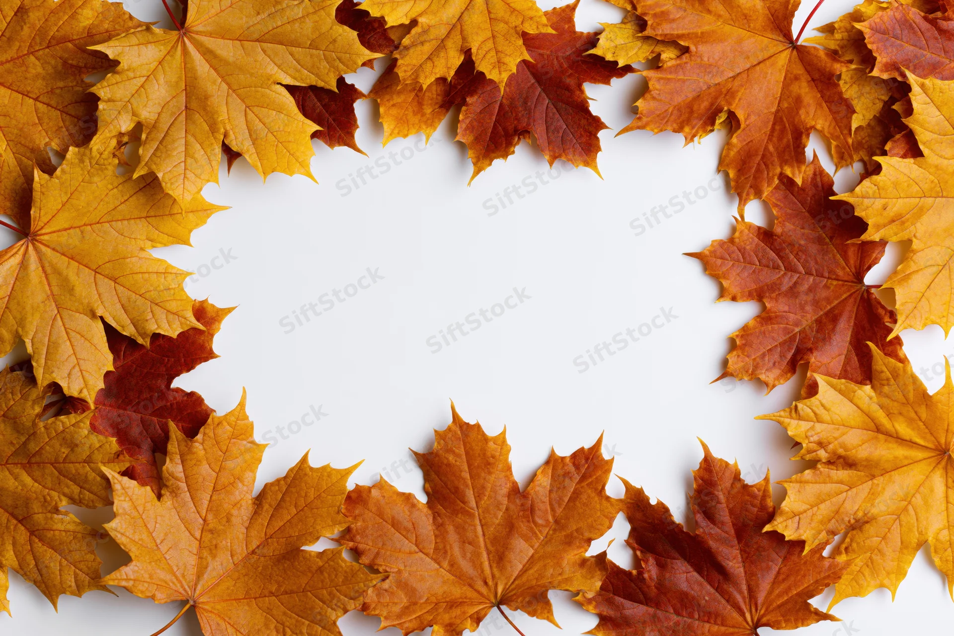 Autumn maple leaves arranged in a circular border on white background with central copyspace