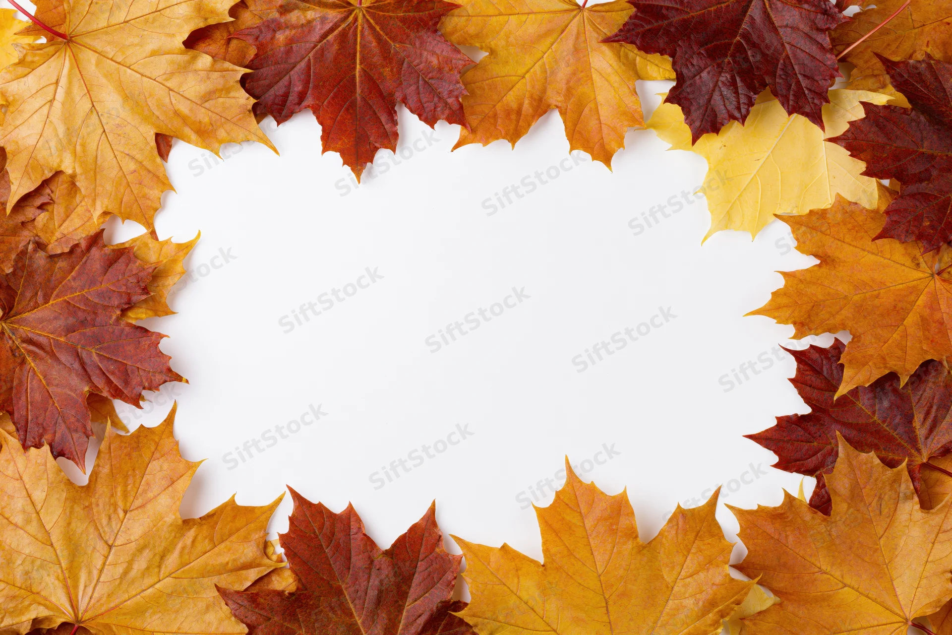 Autumn maple leaves arranged in a circular border on white background with central copyspace