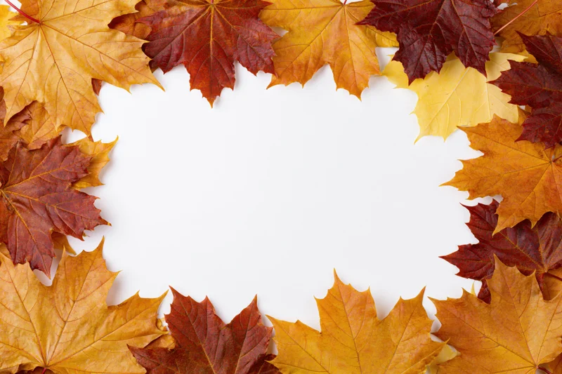 Autumn maple leaves arranged in a circular border on white background with central copyspace
