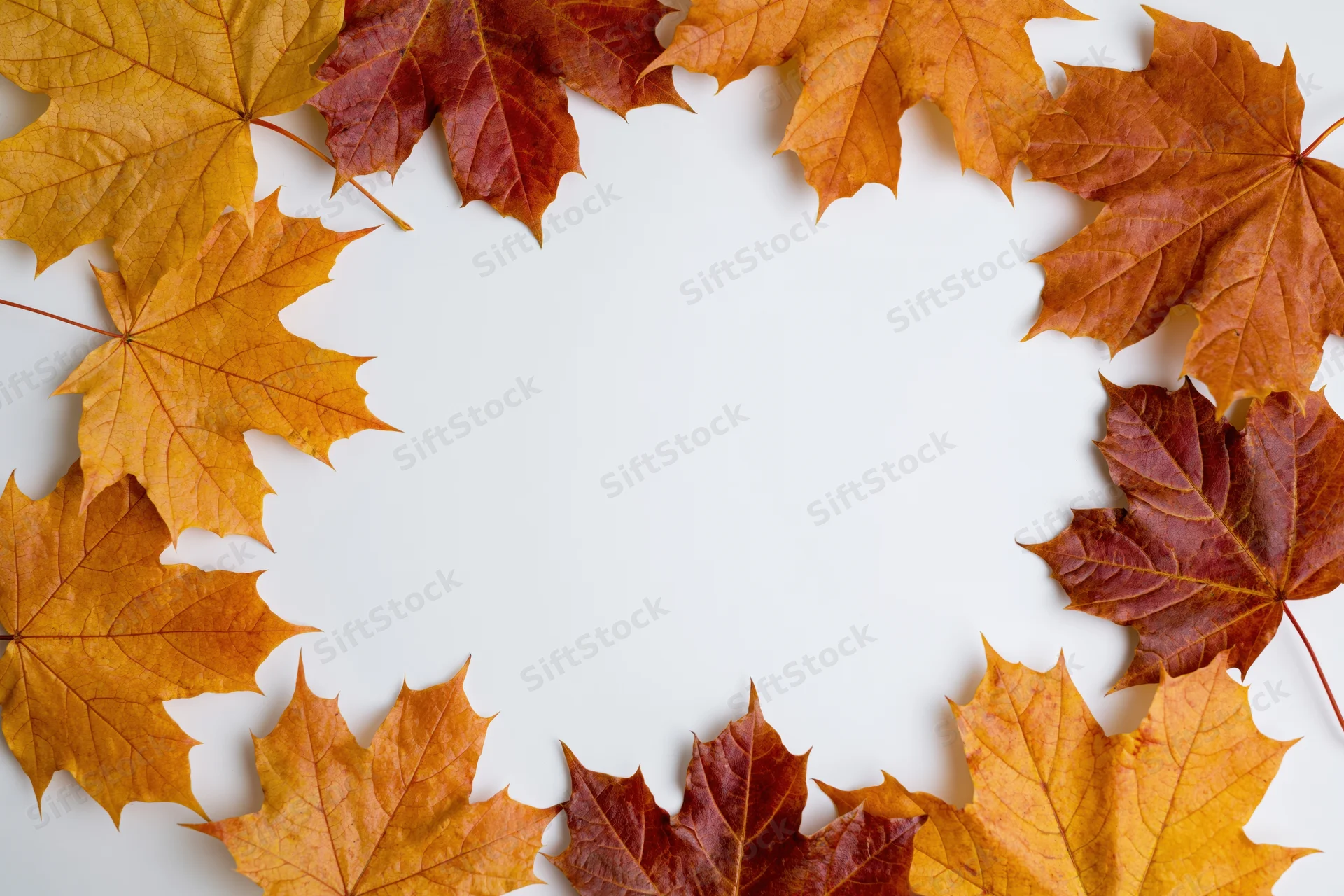 Autumn maple leaves arranged in a circular border on white background with copyspace