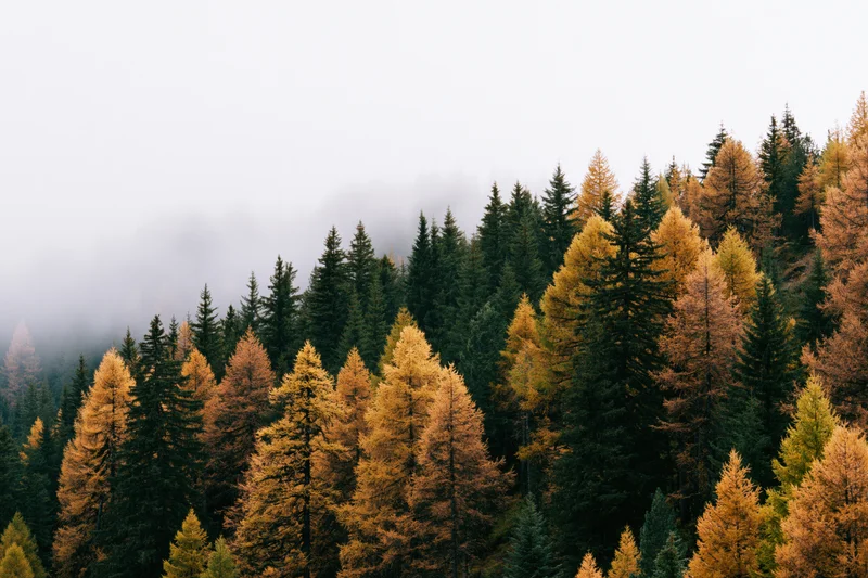 Dense alpine forest with golden larch and dark evergreen trees under foggy sky