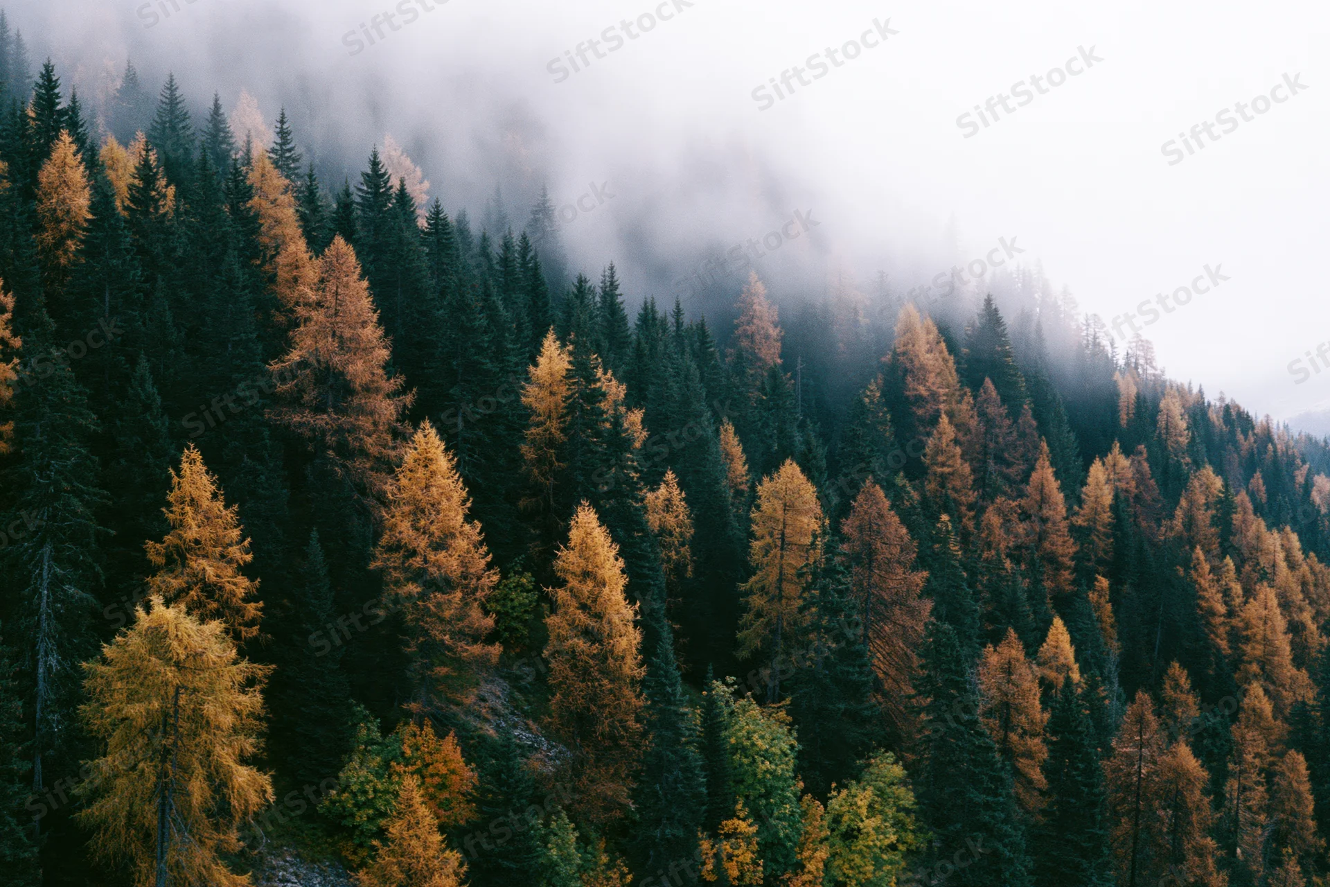 Dense alpine forest in autumn with golden larch and dark evergreen trees under fog on a mountain slope