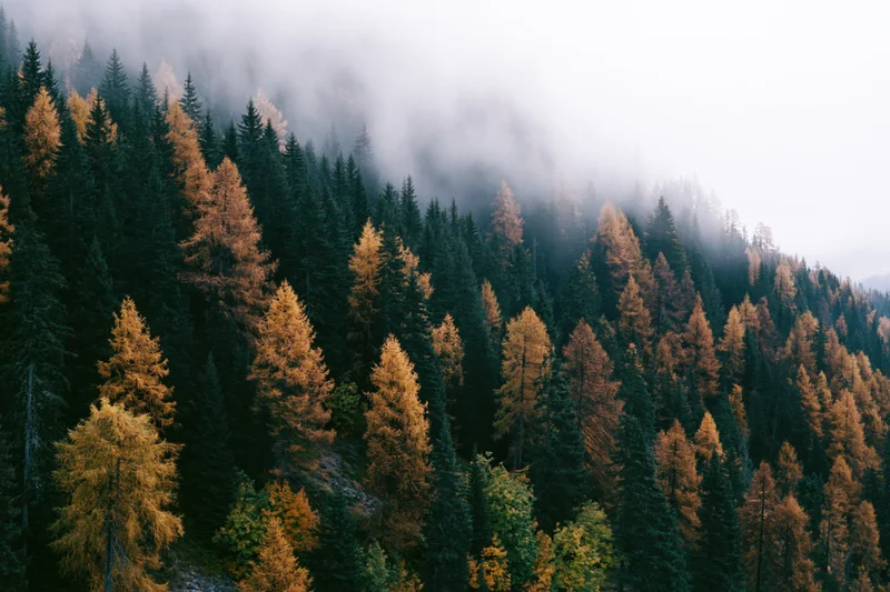 Dense alpine forest in autumn with golden larch and dark evergreen trees under fog on a mountain slope
