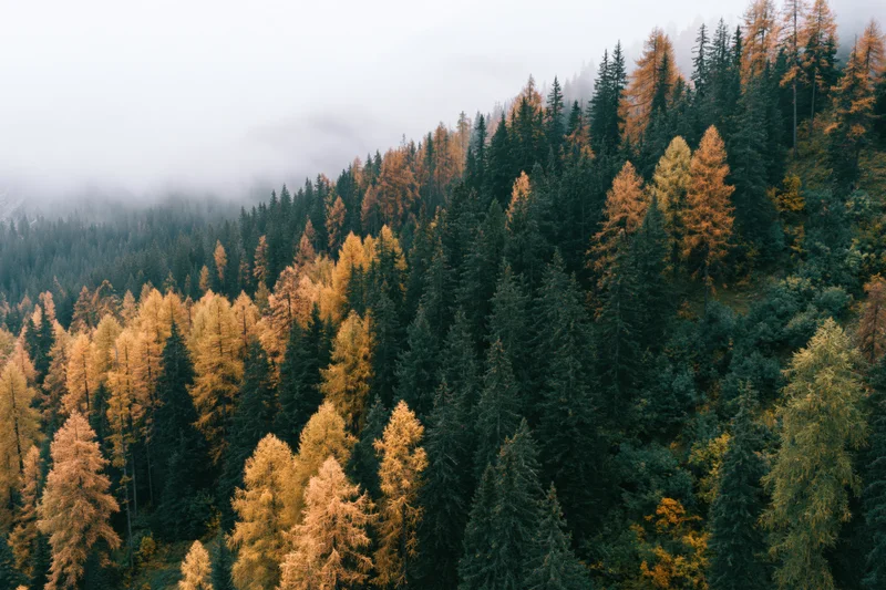 Dense alpine forest in autumn with golden larch and dark evergreen trees under misty sky