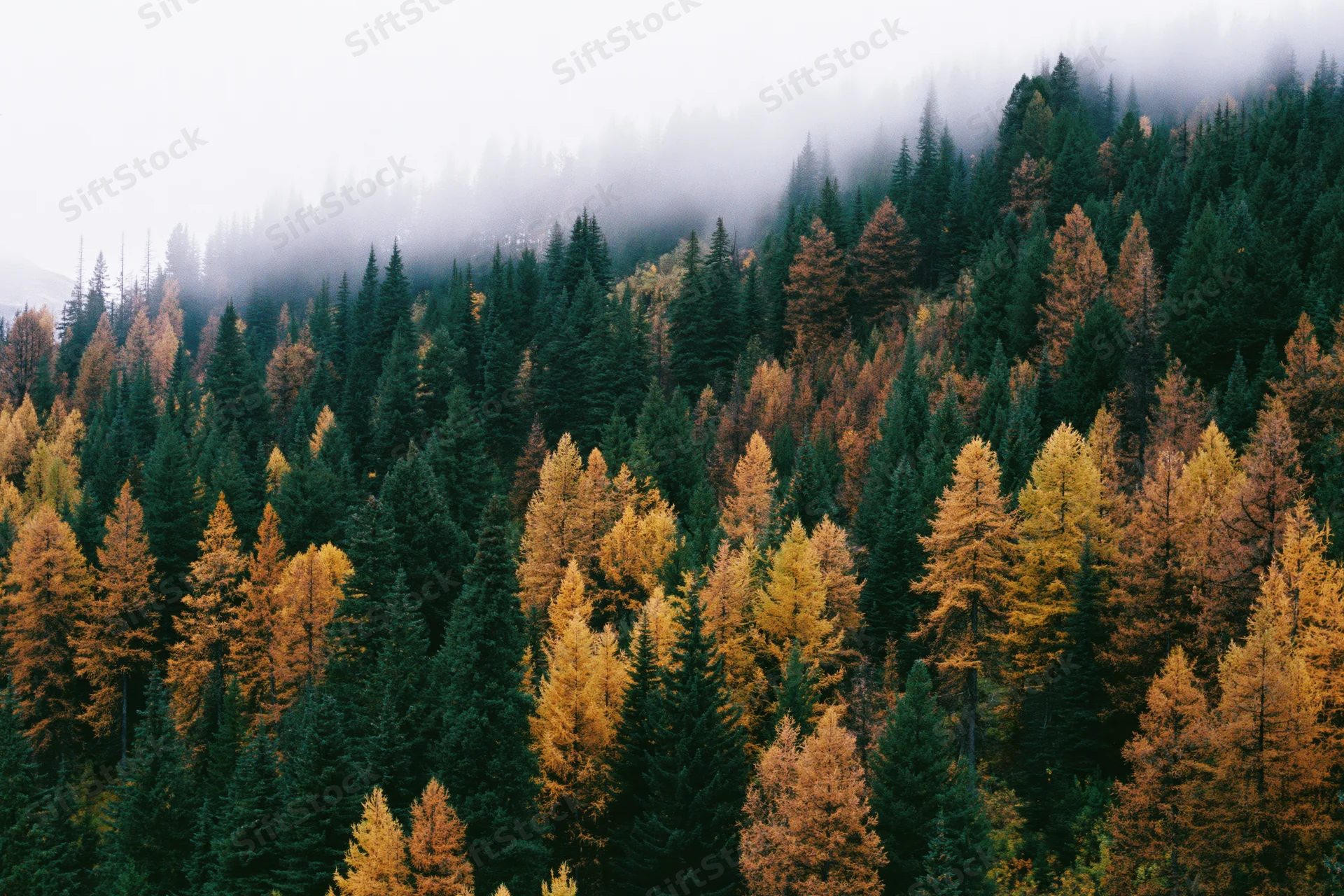 Dense alpine forest in autumn with golden larch and dark pine trees under fog