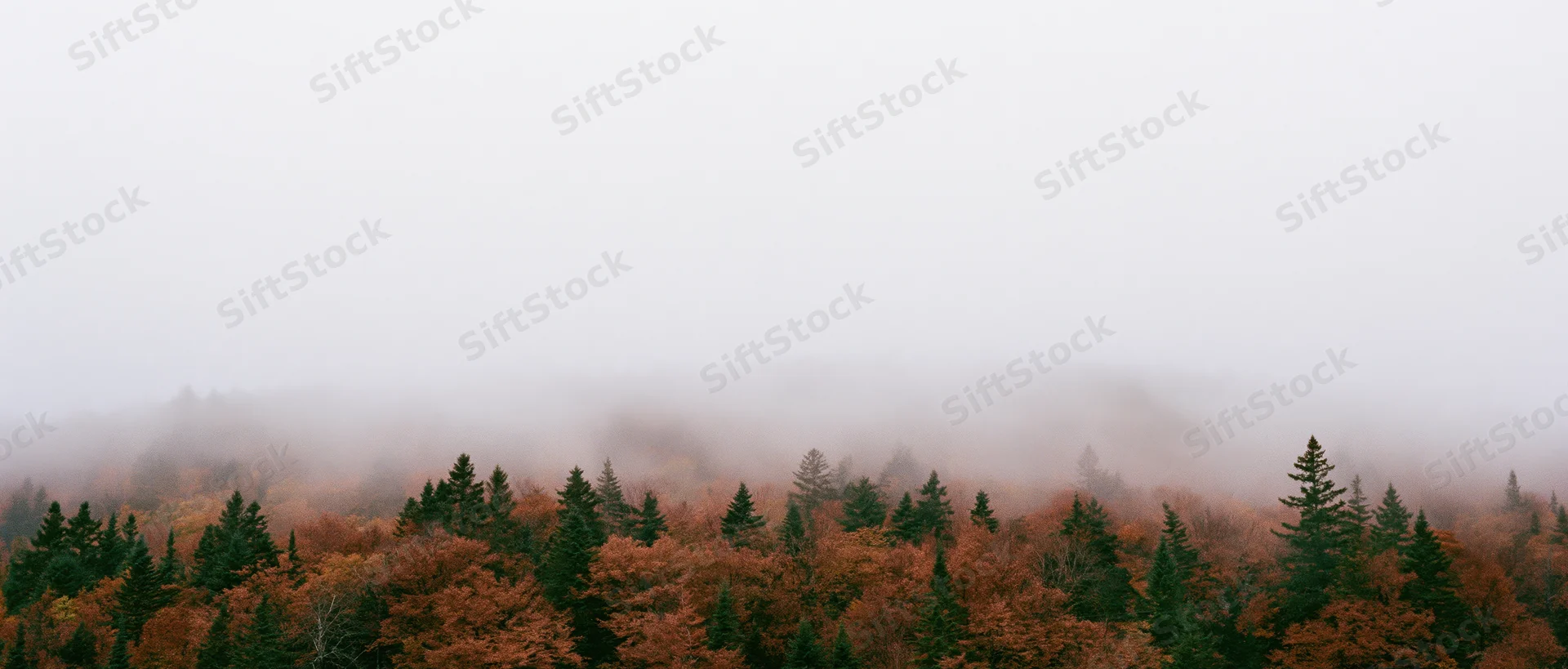 Dense autumn forest on a hillside with fog covering the treetops