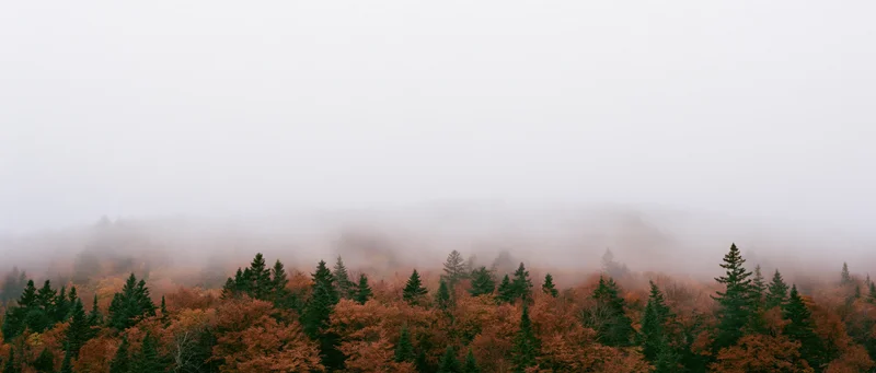 Dense autumn forest on a hillside with fog covering the treetops