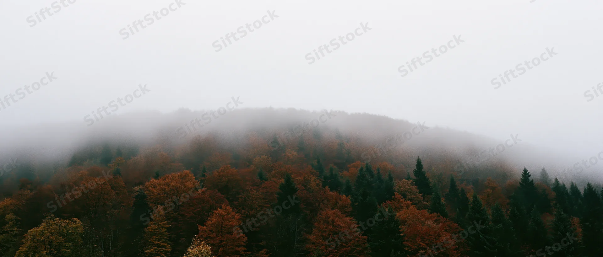 Fog-covered autumn forest on a rounded hillside with mixed evergreen and deciduous trees