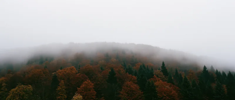Fog-covered autumn forest on a rounded hillside with mixed evergreen and deciduous trees