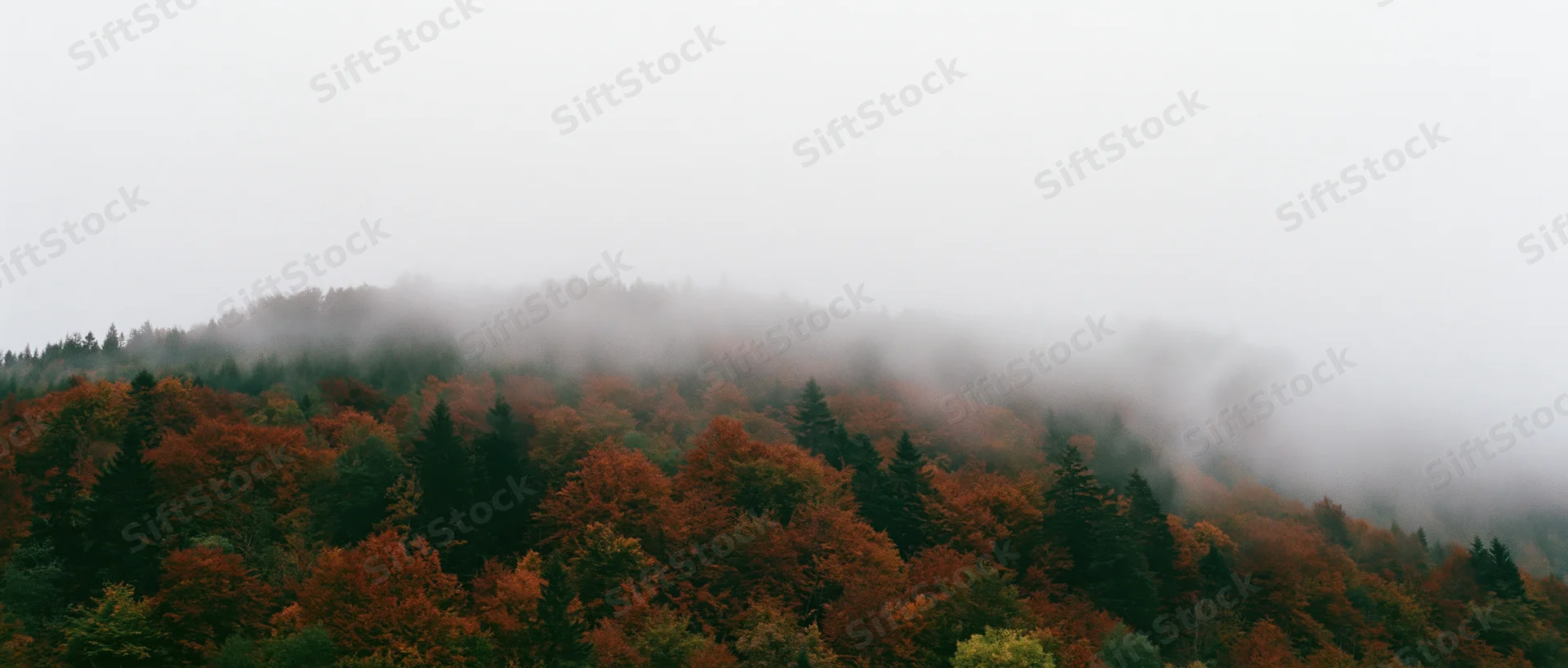 Dense autumn forest covering a rounded hillside with fog drifting over the treetops