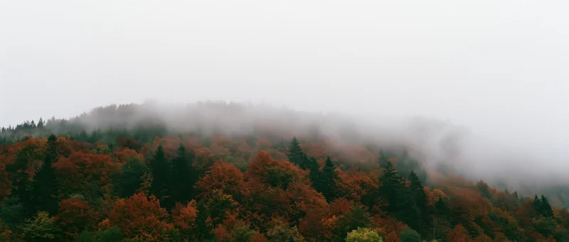 Dense autumn forest covering a rounded hillside with fog drifting over the treetops