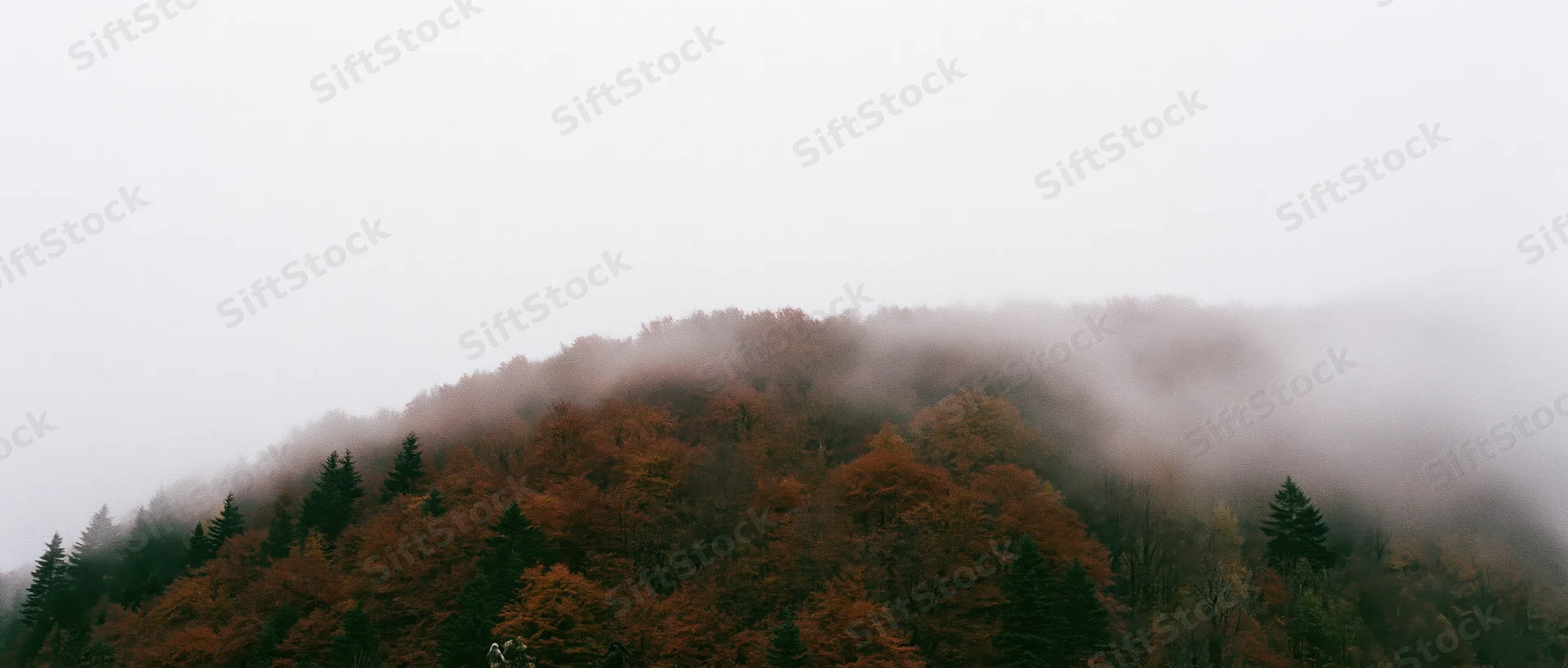Autumn forest covering a rounded hillside with fog drifting through the treetops