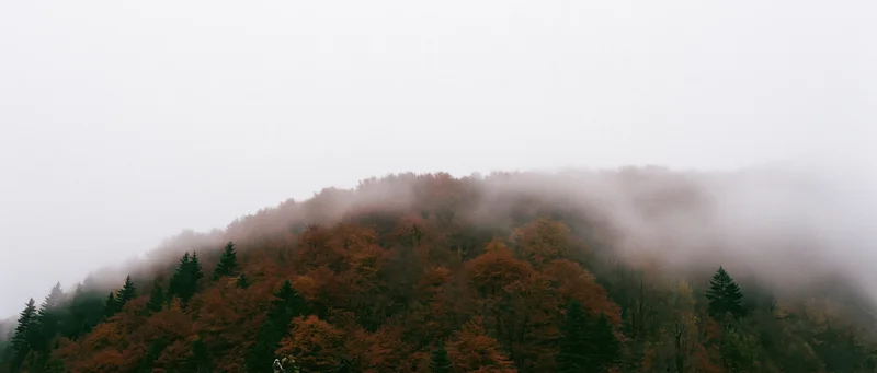 Autumn forest covering a rounded hillside with fog drifting through the treetops