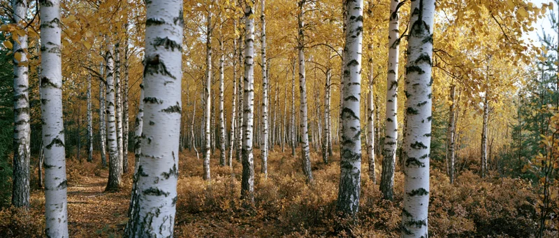 Birch trees with white bark and golden leaves in a dense autumn forest