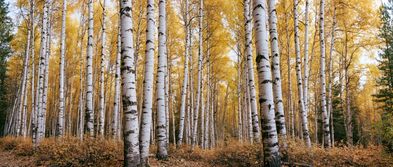 Dense birch forest in autumn with white trunks and yellow foliage