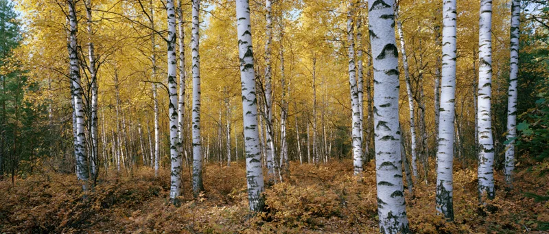 Birch trees with white bark and yellow autumn leaves in a dense forest