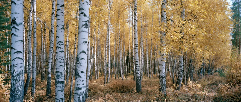 Dense birch grove in autumn with white-barked trees and golden foliage covering the forest floor