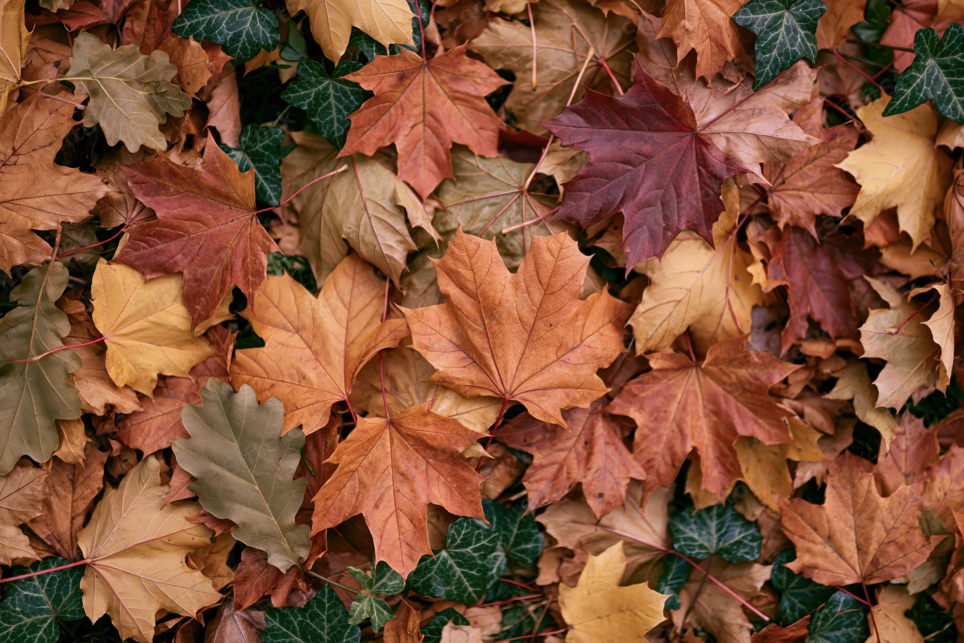 Dense layer of fallen autumn maple and ivy leaves covering the ground