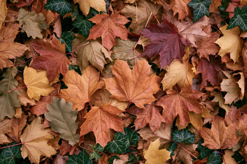 Dense layer of fallen autumn maple and ivy leaves covering the ground