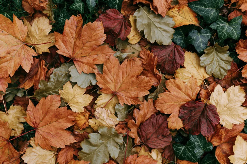 Fallen autumn leaves and ivy covering the ground in a dense layer