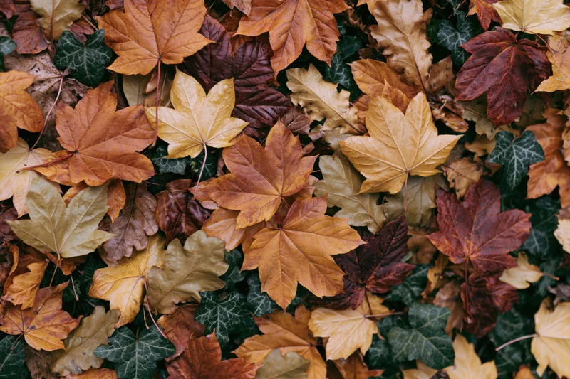 Dense layer of fallen maple and ivy leaves covering the ground in autumn
