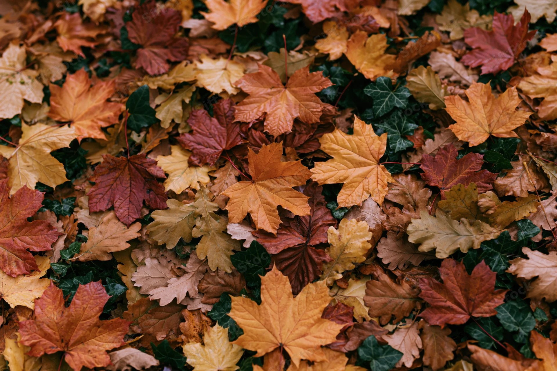 Dense carpet of fallen autumn leaves covering the ground in a forest setting