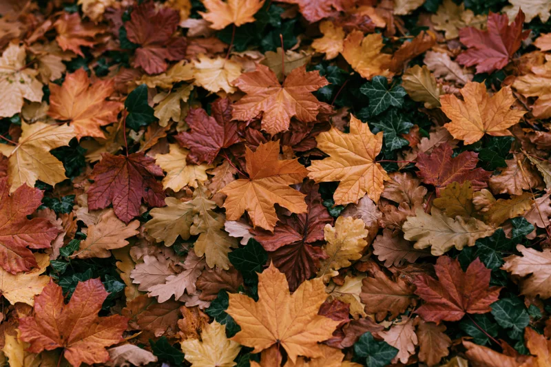 Dense carpet of fallen autumn leaves covering the ground in a forest setting