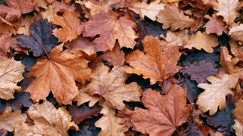 Dense carpet of fallen maple and oak leaves covering the ground in autumn