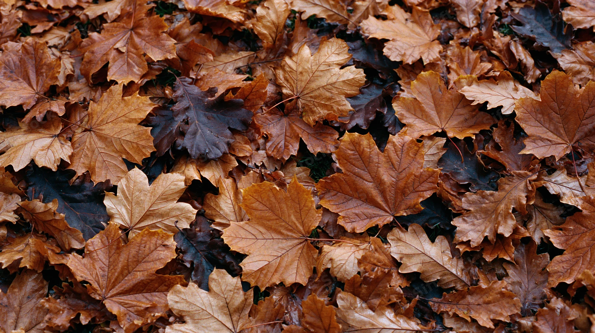 Dense layer of fallen maple and oak leaves covering the ground in autumn