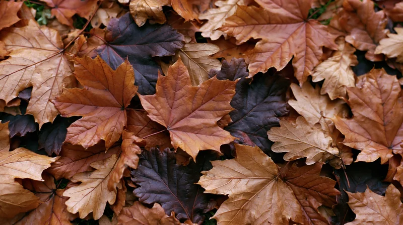 Dense layer of fallen maple and oak leaves covering the ground in autumn