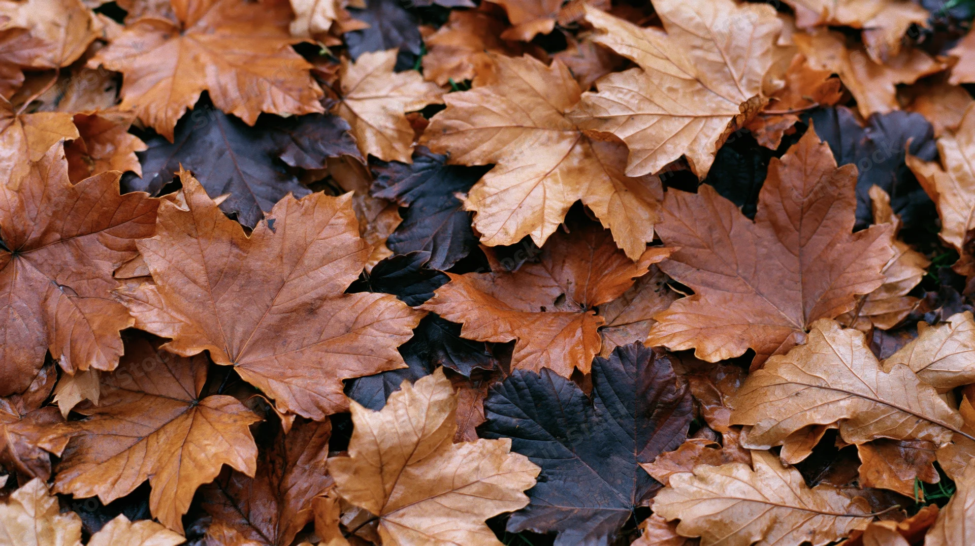 Dense layer of fallen maple and oak leaves covering the ground in autumn