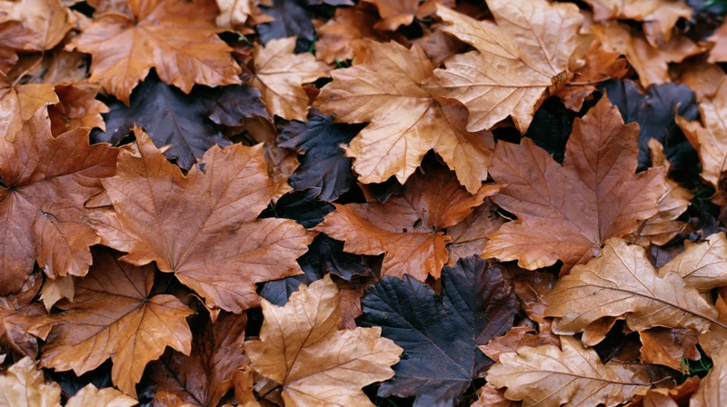 Dense layer of fallen maple and oak leaves covering the ground in autumn