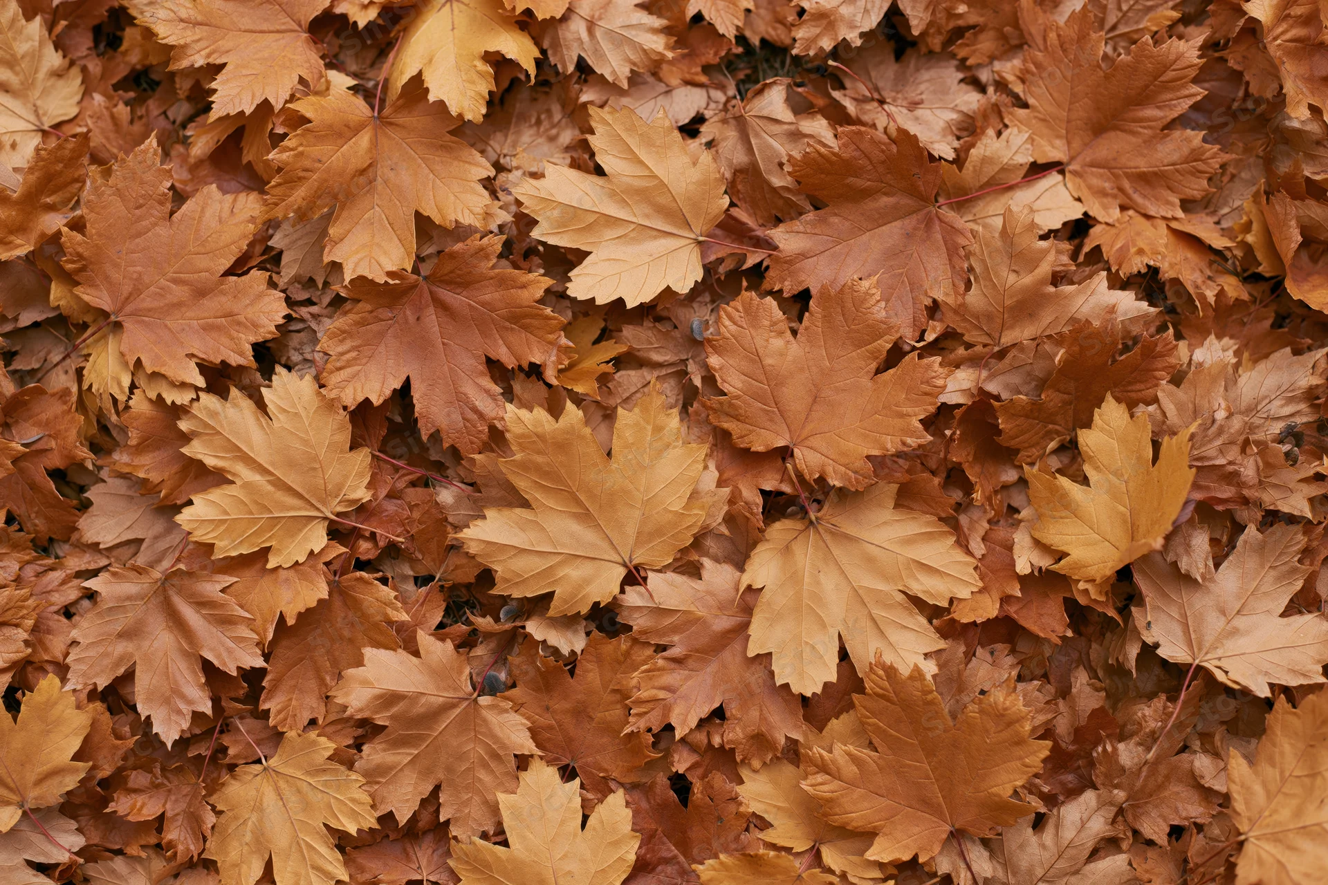 Dense carpet of fallen maple leaves covering the ground in autumn