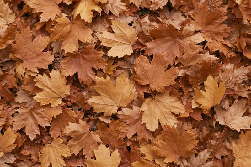 Dense carpet of fallen maple leaves covering the ground in autumn
