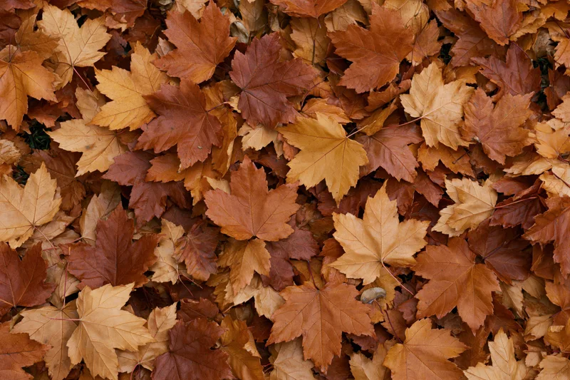 Dense carpet of fallen maple leaves covering the ground in autumn