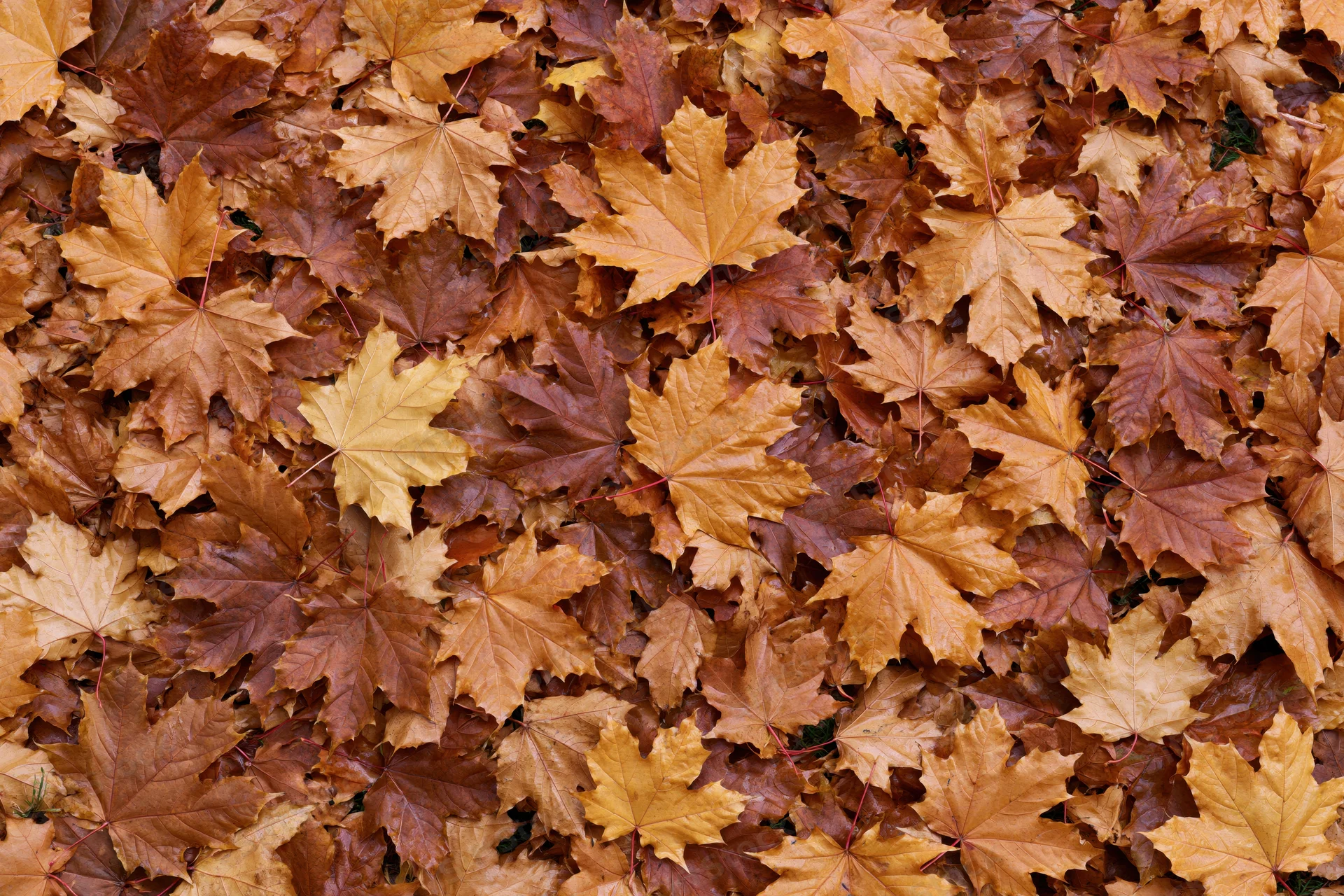 Dense carpet of fallen maple leaves covering the ground in autumn