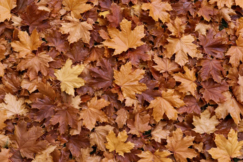 Dense carpet of fallen maple leaves covering the ground in autumn
